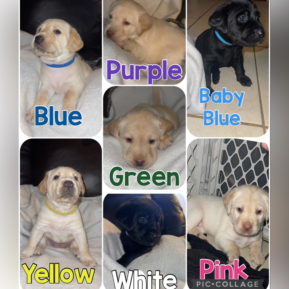 Labrador fullbred